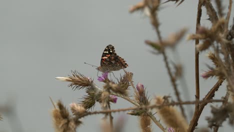 painted lady butterfly drinking nectar on a thistle