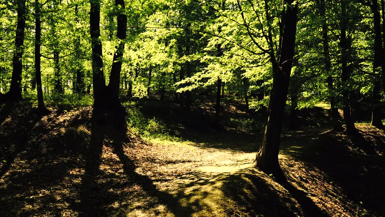 imágenes de 4k del sol brillando a través del bosque verde en primavera