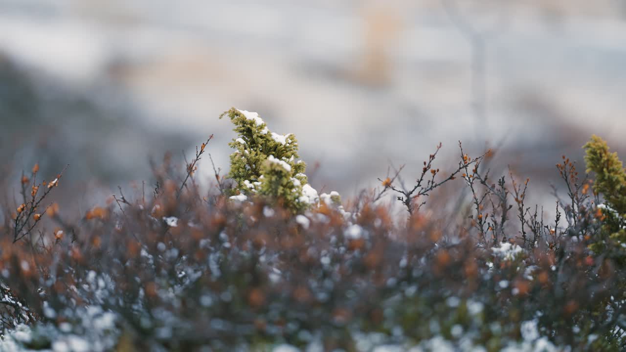 가벼운 첫 눈이 툰드라의 잎이 없는 덤불과 왜소한 상록수를 덮고 있습니다.