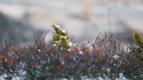 輕微的初雪覆蓋了無葉的灌木<unk>和矮<unk>的常綠樹在<unk>原