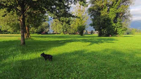 caminar con un pequeño perro negro en un prado verde