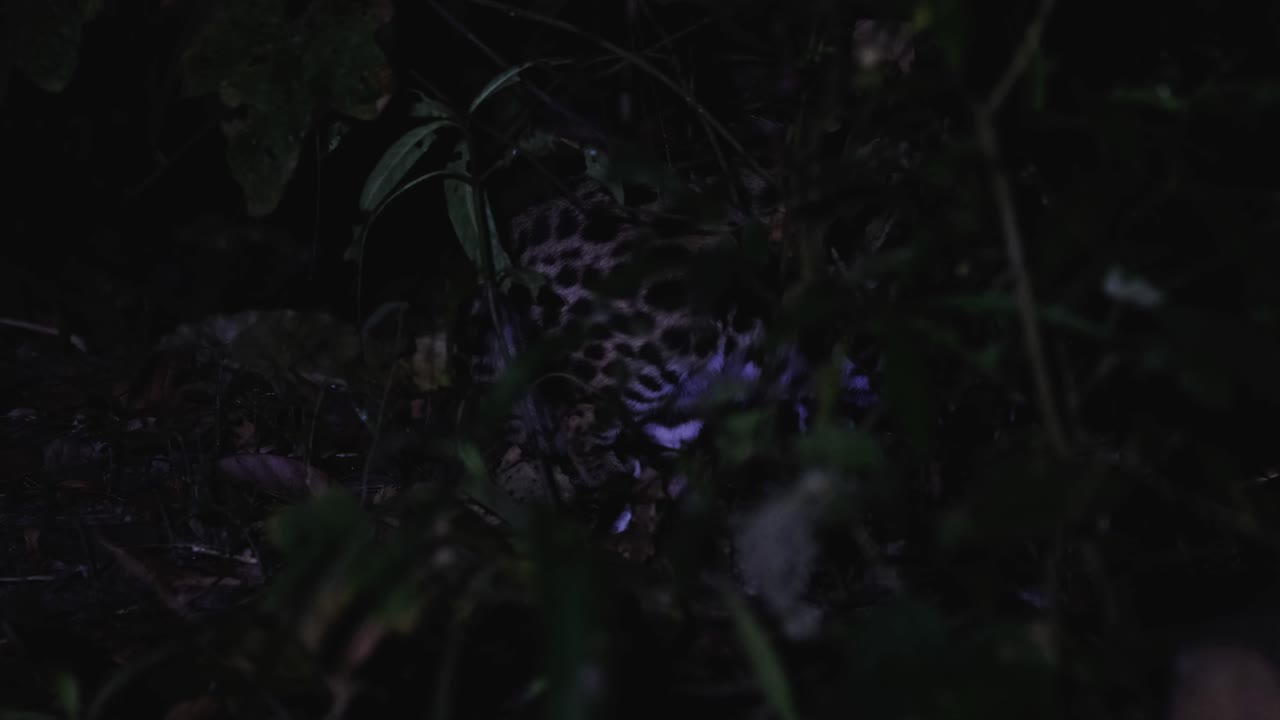 Seen within the thick of the jungle and night moving to the right, Leopard Cat, Prionailurus bengalensis, Thailand
