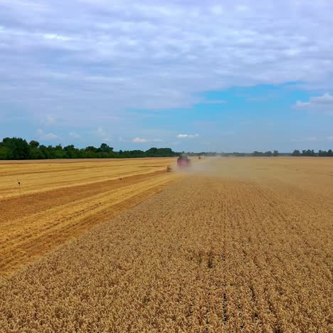 Spectacular front view of a combine harvester harvesting wheat. Yellow dry wheat on the field. Blue sky above