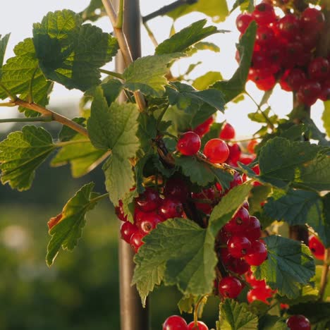 red currants ripen in the sun