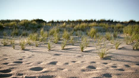 Sand-couch-grass-and-shadow-blowing-gently-in-the-wind-on-a-bright-blue-day