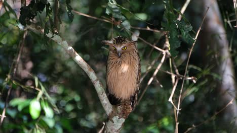 Fast-Direkt-Auf-Die-Kamera-Blickend,-Während-Der-Wind-Im-Wald-Weht-Und-Ein-Blatt-Davor-Fällt,-Buffy-Fish-Owl,-Ketupa-Ketupu,-Khao-Yai-Nationalpark,-Thailand