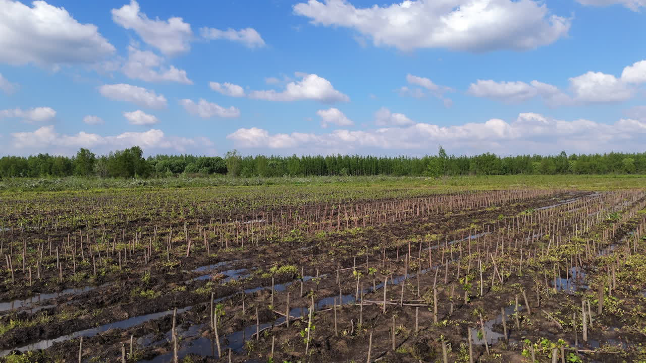 Aerial tracking left as bird flies above vast plantations, neatly arranged rows of crops covering the landscape, agricultural focus