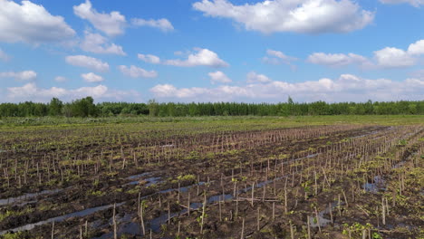 aerial tracking left as bird flies above vast plantations, neatly arranged rows of crops covering the landscape, agricultural focus