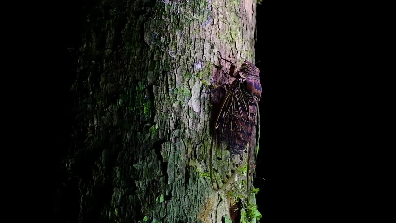 esta cigarra gigante trepando un árbol en la noche, megapomponia intermedia, encontrada en las selvas de tailandia