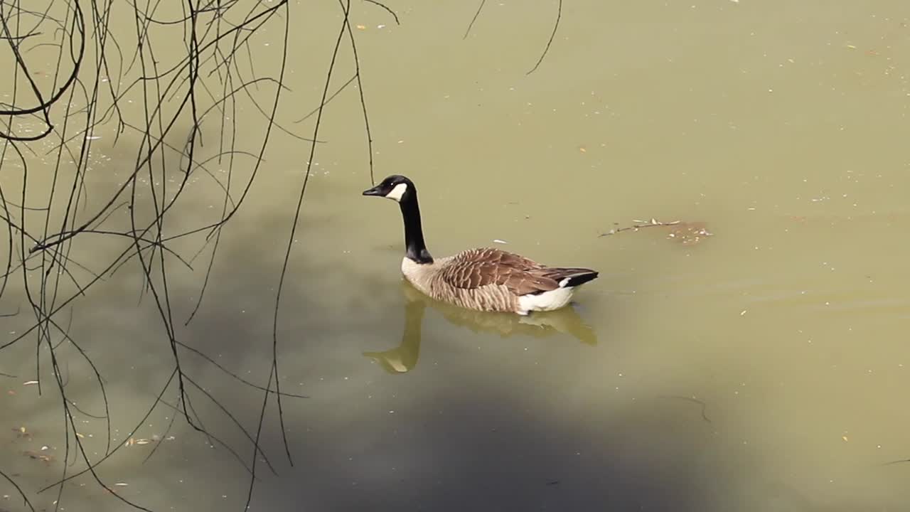Goose swimming in a pond
