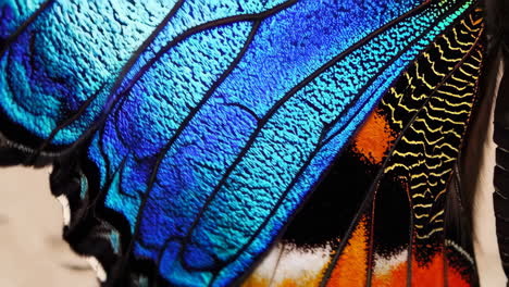 close-up of vibrant butterfly wings