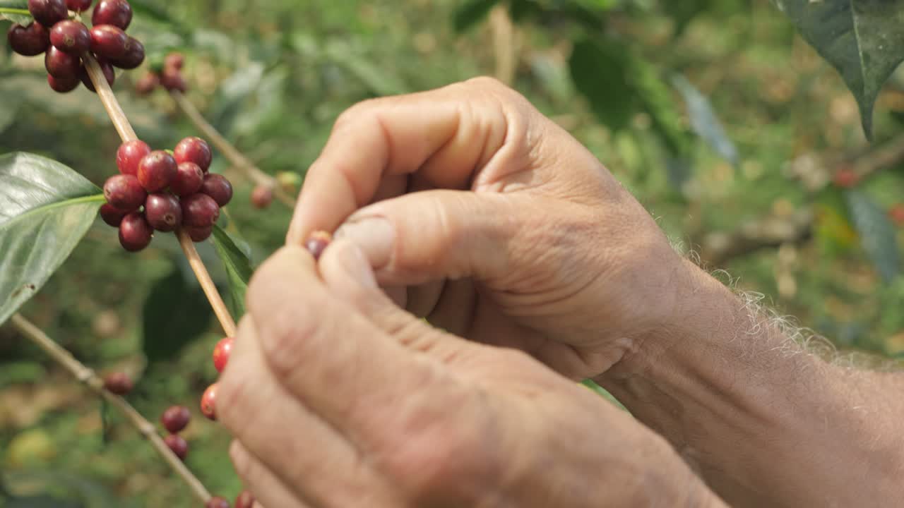 un agricultor colombiano señala y recoge frutas y bayas con las manos de una planta arbórea y cosecha granos de café en una plantación de café sierra nevada colombia en cámara lenta