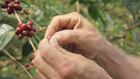 un agricultor colombiano señala y recoge frutas y bayas con las manos de una planta arbórea y cosecha granos de café en una plantación de café sierra nevada colombia en cámara lenta
