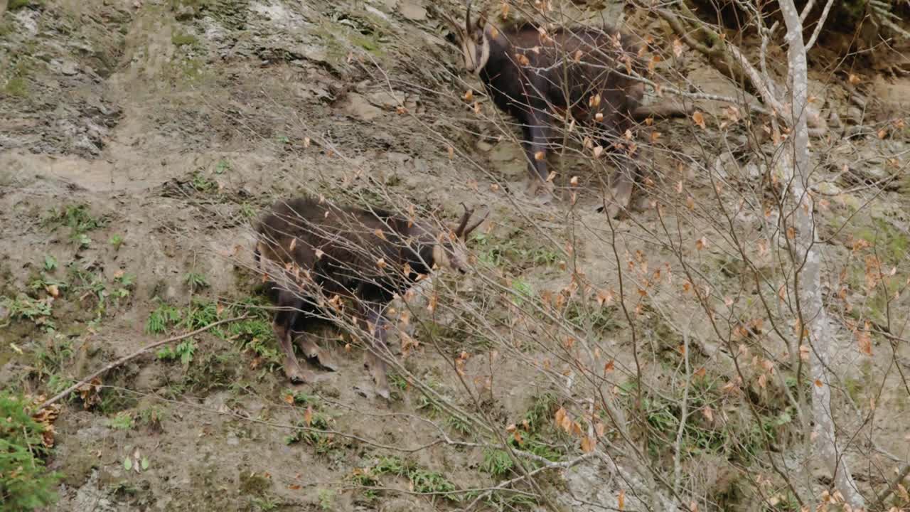 Static medium shot of two dark-furred chamois goats struggling to climb a rugged, steep, dirt slope. They move slowly through brush and dry leaves in a wild mountain environment