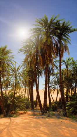 palm trees in a desert oasis