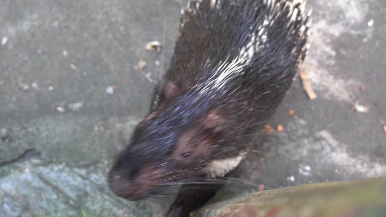 puercoespín malayo adulto o puercoespín himalaya, hystrix brachyura olfateando, buscando comida en el parque de vida silvestre, tiro de arriba hacia abajo