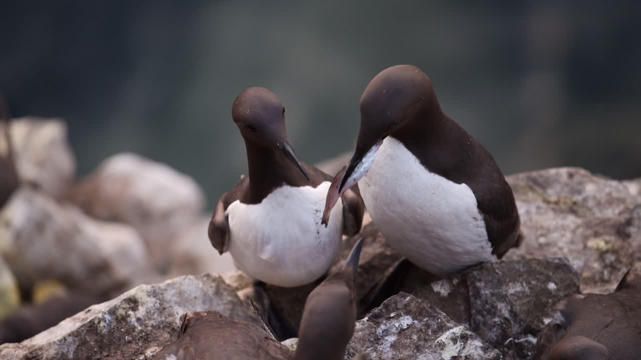 Guillemots Birds Feeding and Eating Fish, UK Seabirds Close Up of Guillemot Bird Portrait, Pair of Two Guillemots on Skomer Island in Wales, UK Birdlife Birds and Wildlife