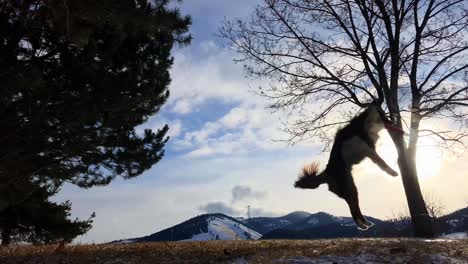 pastor australiano atrapa frisbee en el aire