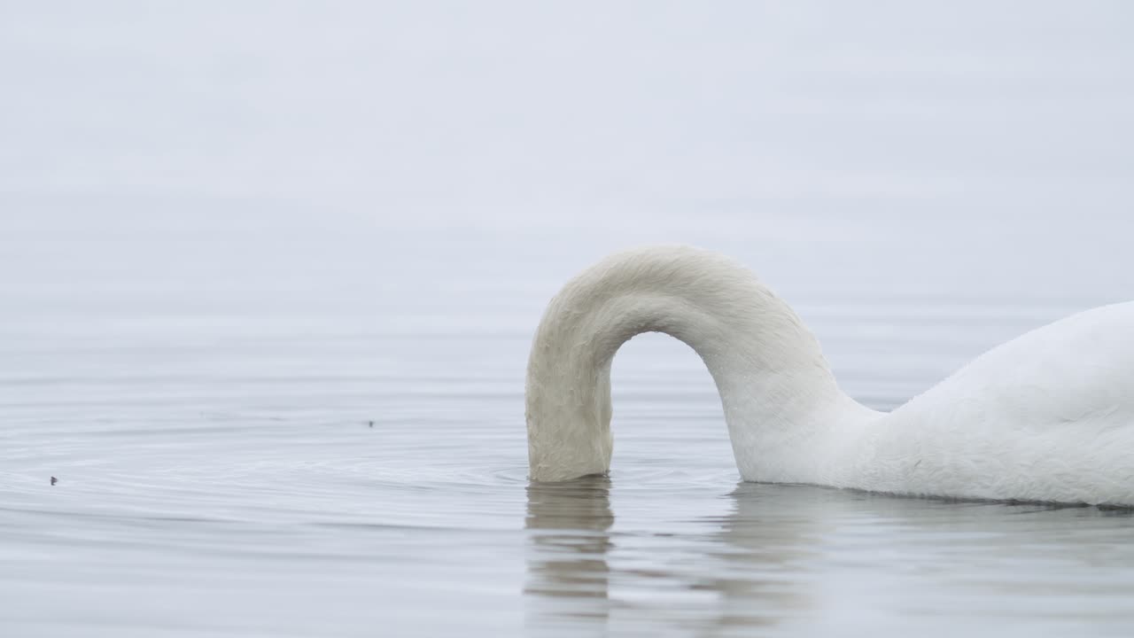 cisne mudo salvaje comiendo hierba primer plano submarino en día nublado