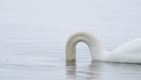 wild mute swan eating grass underwater closeup in overcast day