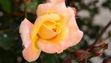 Movimiento-En-El-Viento-Rosa-Rosa-Amarilla-En-El-Jardín-De-Casa-Buggiba-Malta