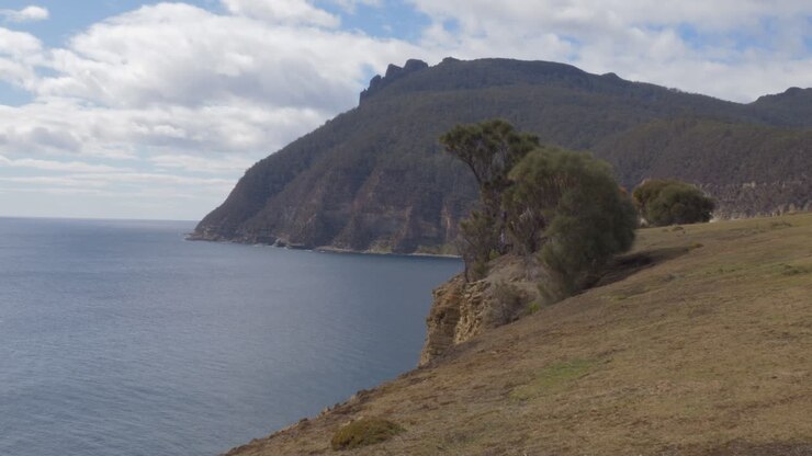 Alberi di eucalipto sullo sfondo delle Scogliere Fossili nel Parco Nazionale di Maria Island, Tasmania, Australia. Inquadratura ampia.