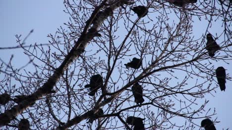 a flock of black crows perch on the bare branches of a skeletal tree, their dark feathers contrasting sharply against the pale sky.