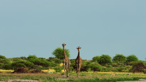 beautiful pair of giraffes marching in wilderness of central kalahari game reserve, botswana, south africa