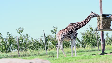 Una-Jirafa-En-Un-Campo-De-Hierba-Come-Paja-En-Una-Percha,-Parque-Zoológico