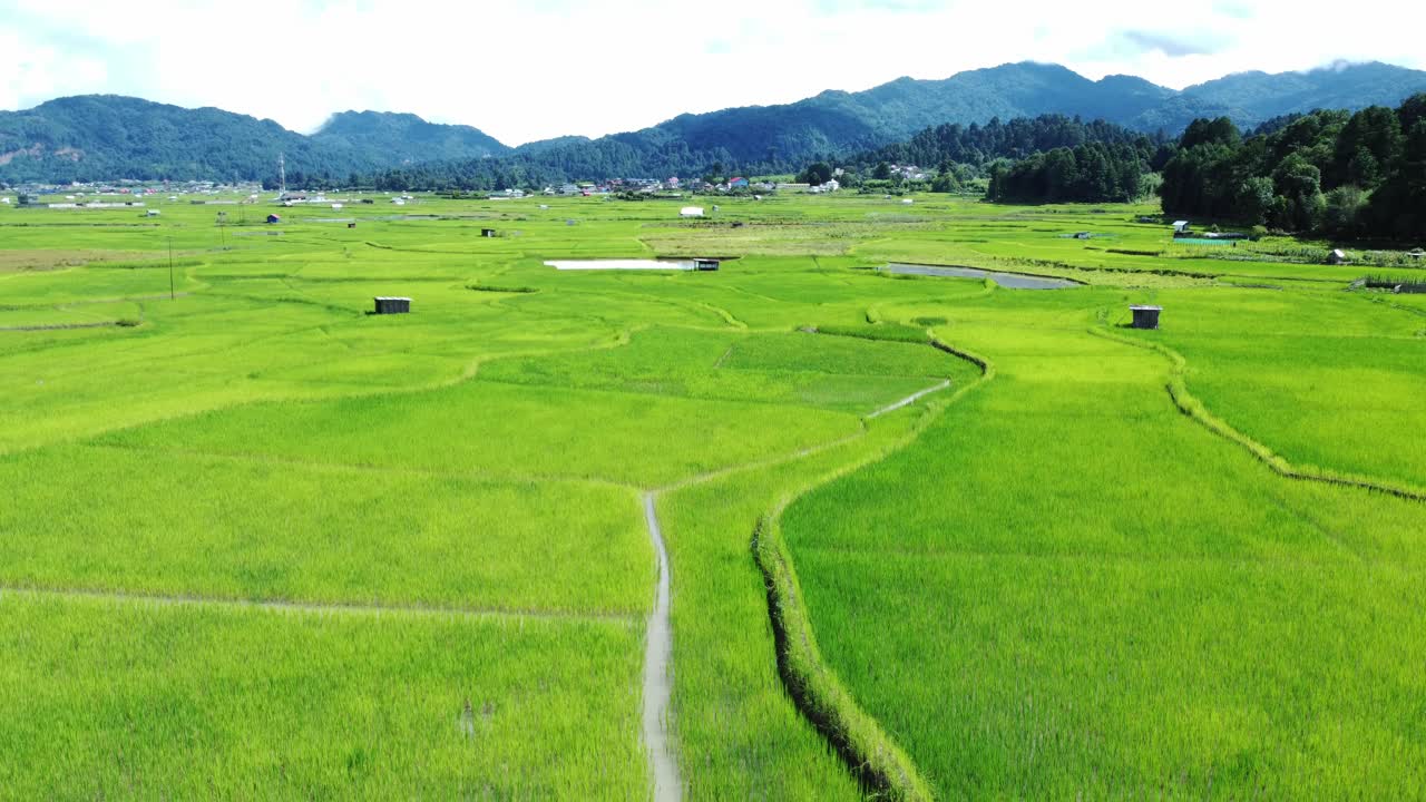 Luftaufnahme eines Reisfeldes in Arunachal Pradesh.
