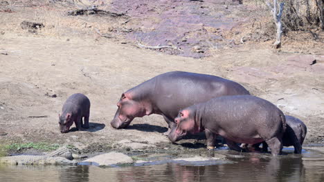 hipopótamo con ternero joven parado en la orilla del río, con algunos cocodrilos al lado de ellos, cámara lenta