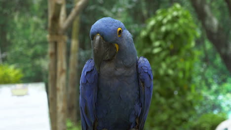 guacamayo jacinto azul anidado con un fondo verde de bosque