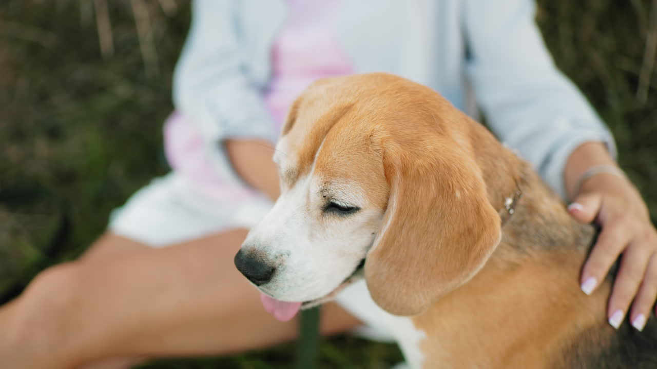 거대한 농지에서 풀에 휴식을 취하는 동안 개 주인이 그녀의 개를 부드럽게 마사지하는 클로즈업, 울불한 과 열린 하늘을 가진 조용하고 평화로운 시골 환경, 심장을 따뜻하게 만니다.