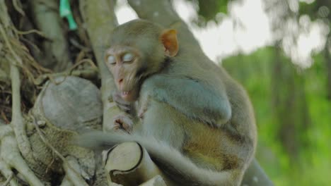 A-close-up-shot-of-a-cute-monkey-lives-in-a-natural-forest-turning-his-face-from-the-camera