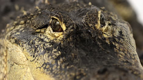 cocodrilo americano - primer plano de los ojos de reptil
