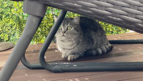 cute kitten looking around in the garden under sunlight