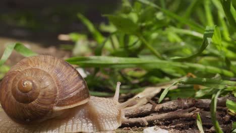 Caracol-De-Jardín-Deslizándose-Por-El-Suelo-Con-Hierba-Verde