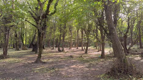 Wonderful landscape of nature in forest mountain climate flat ground pass the sun light in sunset time summer season green wonderful scenic wide view in Iran Hyrcanian woods tourist attraction