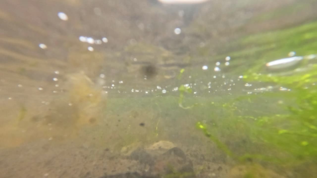 물속에서 파도와 해조류를 볼 수 있다