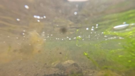 underwater view of waves and seaweed