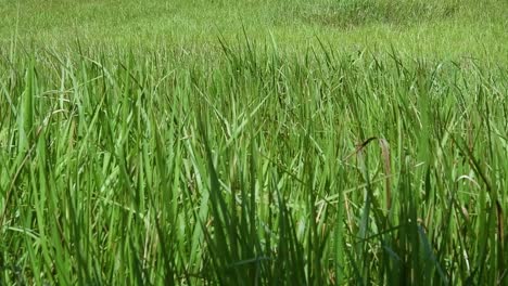 A-perennial-grass-native-to-tropical-and-subtropical-Asia-and-also-introduced-to-several-countries