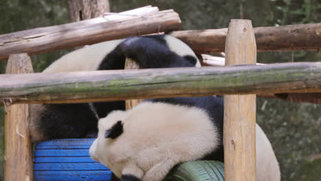 a close up of a panda eating