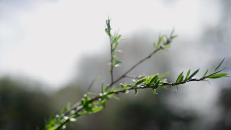 Primer-Plano-De-Un-Capullo-De-Rama-En-La-Primavera-De-La-Rama