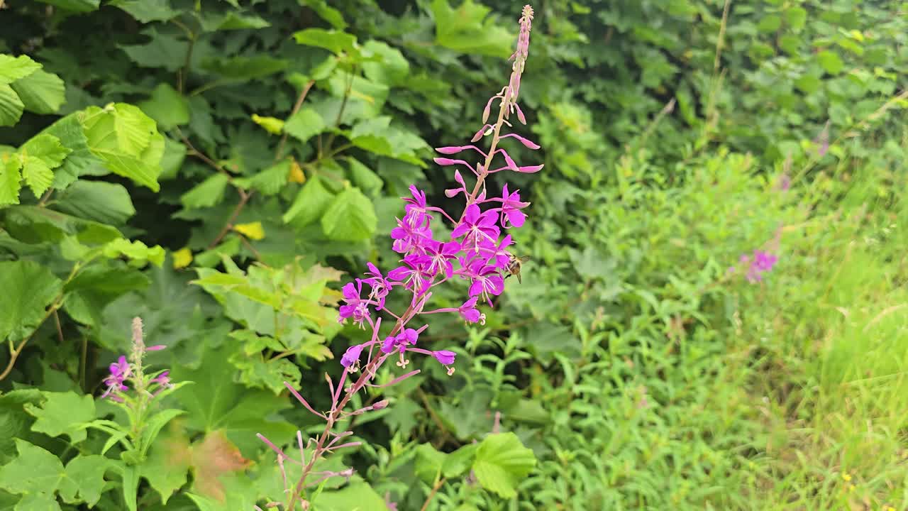 Bee collects pollen and nectar from narrow-leaved willowherb (Chamaenerion Angustifolium)