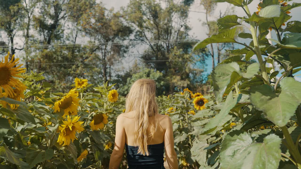 vista trasera de una mujer caminando por un campo de girasol - plano medio