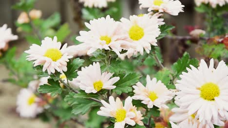 white autumn flowers in garden