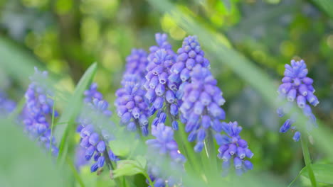 vibrant bluebell flowers swaying gently in a spring breeze