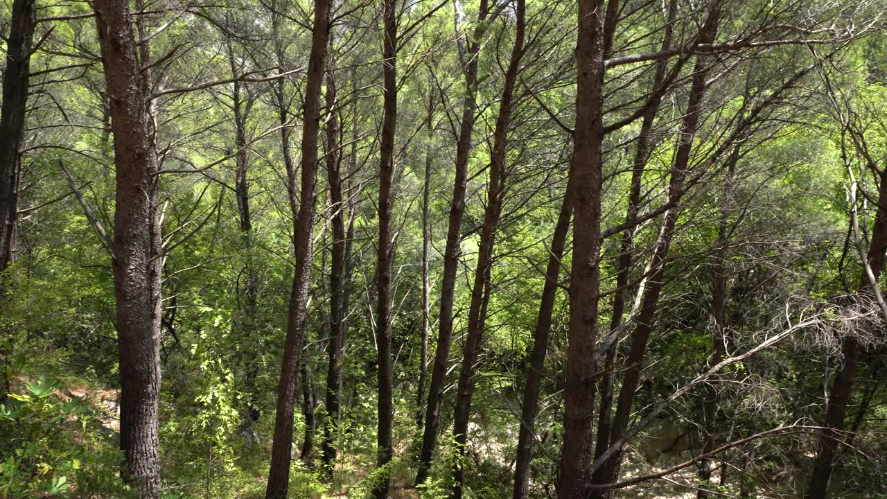 In the wood in the national park in Croatia