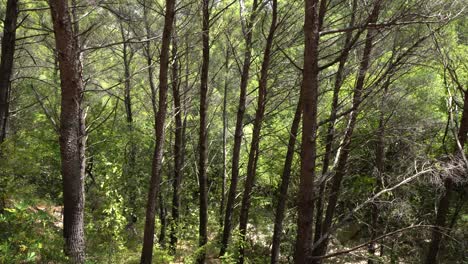 in the wood in the national park in croatia