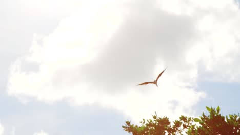 magníficas fragatas volando por el cielo celestial en el caribe
